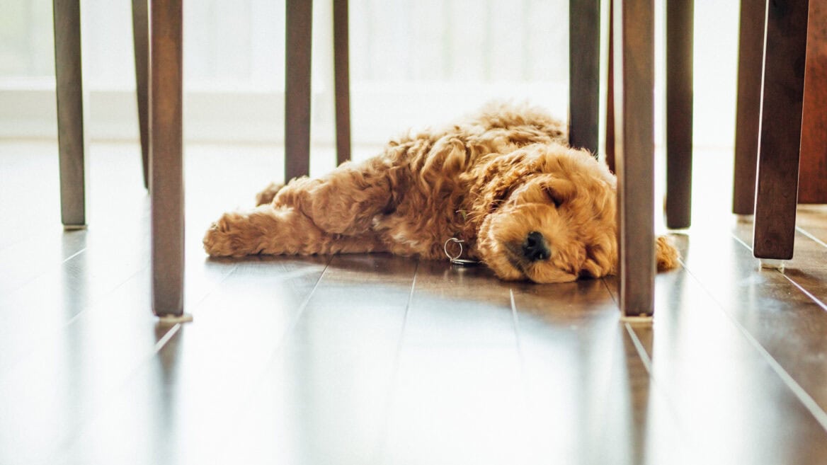 dog lounging on a tile floor